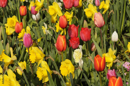 Foto: field of tulips and daffodils field of tulips and daffodils