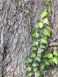 Ivy and Bark 2