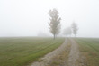 Foto: Foggy pathway amid a grassland. Foggy pathway amid a grassland.