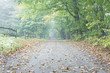 Dried leaves on a vacant road.
