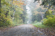 Dried leaves on a vacant road.