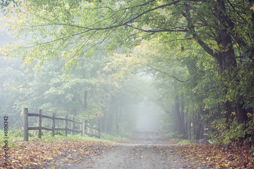 Foto: Dried leaves on a vacant road. Dried leaves on a vacant road.