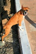 Boxer Puppy