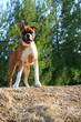 Boxer Puppy