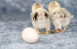 Where did the egg go