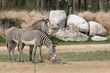 zebre