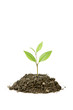 Small Plant