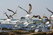mouette 40 J.Ribieff