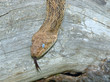 Bull snakeof Central USA Bull snakeof Central USA