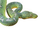 Snake-Emerald green boa isolated on white background Snake-Emerald green boa isolated on white background