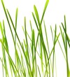 Green blade of grass - isolated