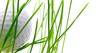 Golf ball on green grass - isolated