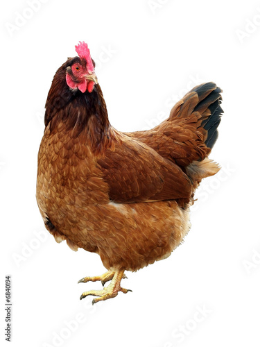 Chicken. One chicken. Chicken. One chicken.