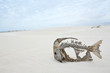 Skeleton of a fish in the desert