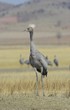 Grulla solitaria