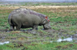 Foto: HIPPOPOTAME HIPPOPOTAME