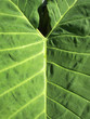 Y leaf