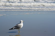 Seagull looking at waves Seagull looking at waves