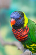 colorful parrot
