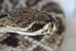 rattle snake ready to strike