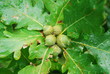 oak acorns