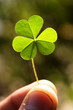 Holding three leaf clover