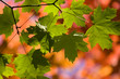 Leaves