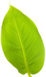 Banana leaf isolated on white