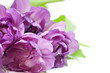 Tulips bouquet