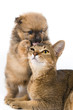 Photo en ligne au meilleur prix The puppy of the spitz-dog with a cat