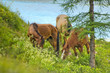 Three horses