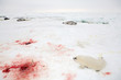 Baby harp seal pup on ice