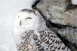 Snowy Owl