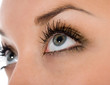  blue eyes on white