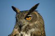 Eurasian Eagle Owl 2