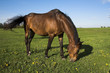 Grazing Horse