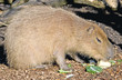 Capybara 1