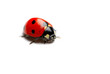 Photo: coccinelle coccinelle