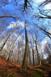 Beech forest