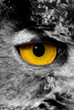 owl eye
