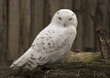 Schneeeule