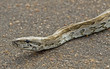 Snake on the road