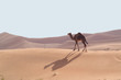 camels in the desert 8