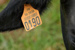 Identification bovine