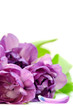 Tulips bouquet