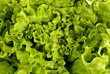 coeur de salade