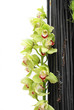 Orchidées