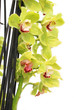 Orchidées