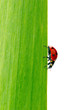 coccinelle