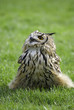 owl calling